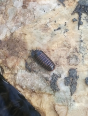 Glomeridae