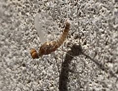 Callibaetis ferrugineus hageni