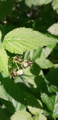 Rubus idaeus