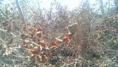 Callophrys xami xami