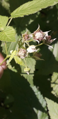 Rubus idaeus