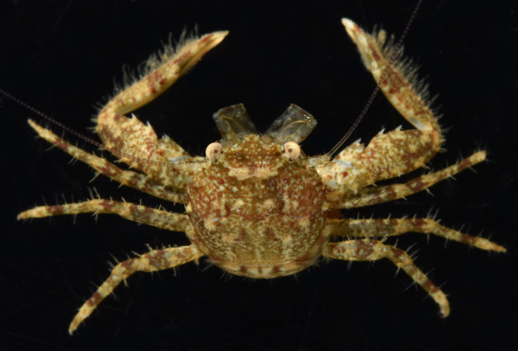Pisidia gordoni