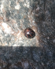 Glomeridae