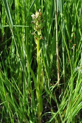 Dactylorhiza incarnata ochroleuca