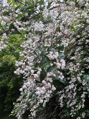 Deutzia scabra