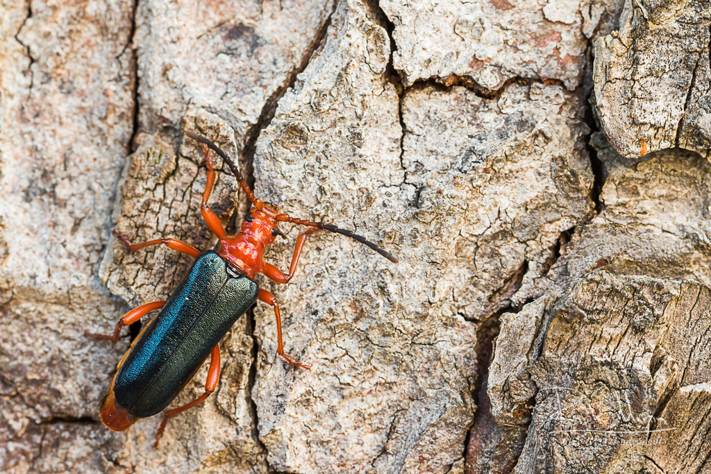 Rhamnusium bicolor