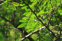 Pterocarya stenoptera