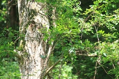 Pterocarya stenoptera