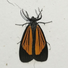 Dioptinae