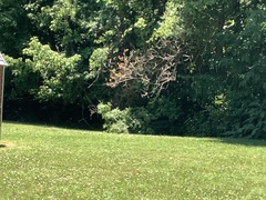 Dendrocygna autumnalis