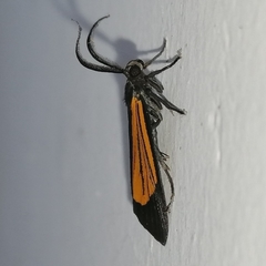 Dioptinae