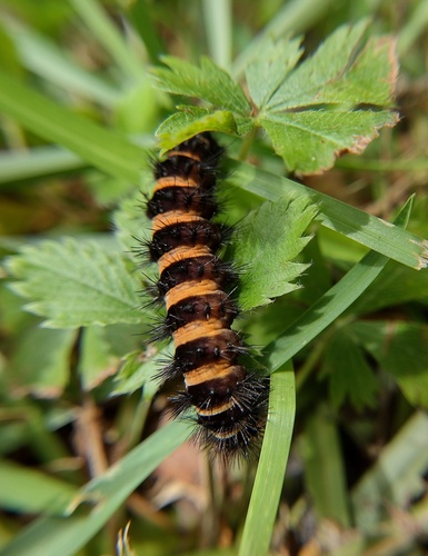 Agreeable Tiger Moth