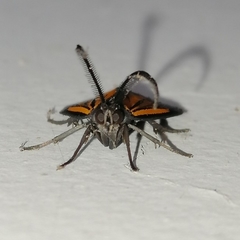 Dioptinae