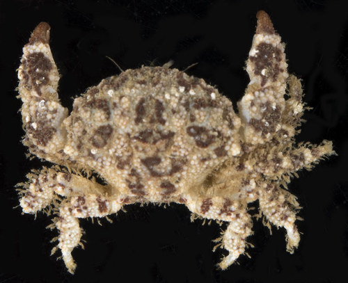 Epiactaea