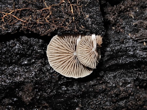 Simocybe austrorubi image