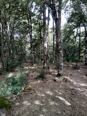 Quercus afares
