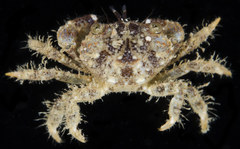 Pilodius