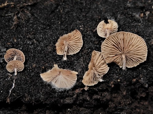 Simocybe austrorubi image