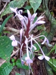 Brachystephanus