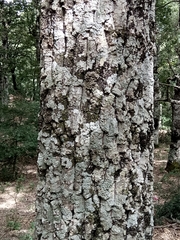 Quercus afares