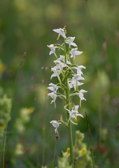 Platanthera chlorantha