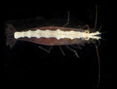 Athanas parvus