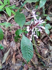 Brachystephanus
