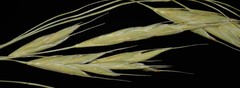 Bromus racemosus