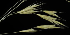 Bromus racemosus