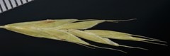 Bromus racemosus
