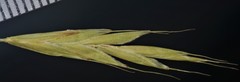 Bromus racemosus