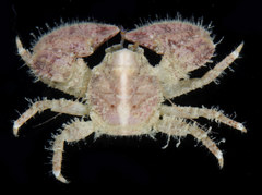 Enosteoides ornatus