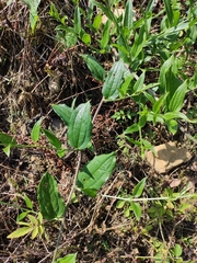 Smilax riparia