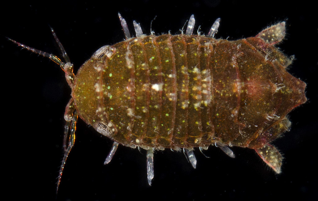 Paracerceis caudata