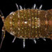 Paracerceis caudata - Photo (c) smithsonian_marinegeo, some rights reserved (CC BY-NC-SA), uploaded by smithsonian_marinegeo