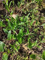Smilax riparia