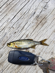 Richardsonius balteatus