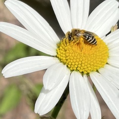 Colletes daviesanus