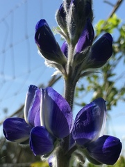 Lupinus pilosus