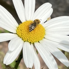Colletes daviesanus