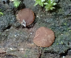 Adelphella babingtonii
