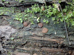 Adelphella babingtonii