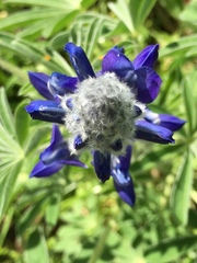Lupinus pilosus