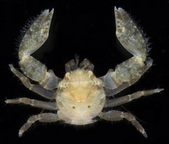 Enosteoides ornatus