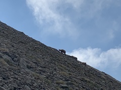 Rupicapra rupicapra balcanica
