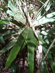 Dypsis pulchella