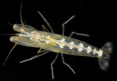 Athanas parvus