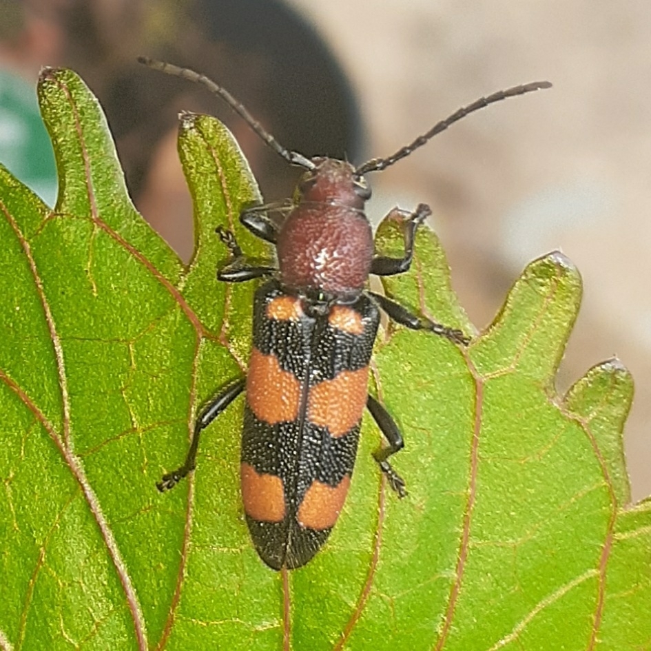 Zagymnus clerinus