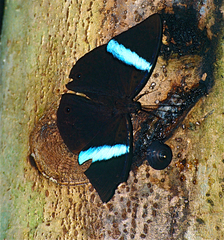 Amnosia decora