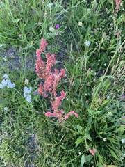 Rumex